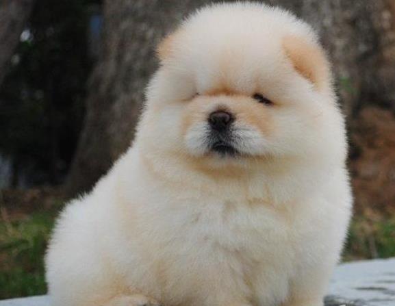 太原宠物狗狗犬舍出售纯种松狮犬幼犬领养在哪