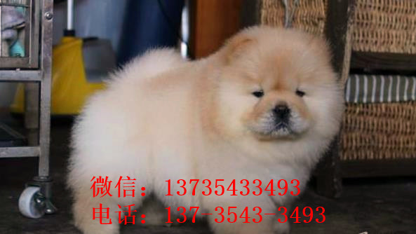 周口宠物狗犬舍出售纯种松狮犬宠物狗市场在哪