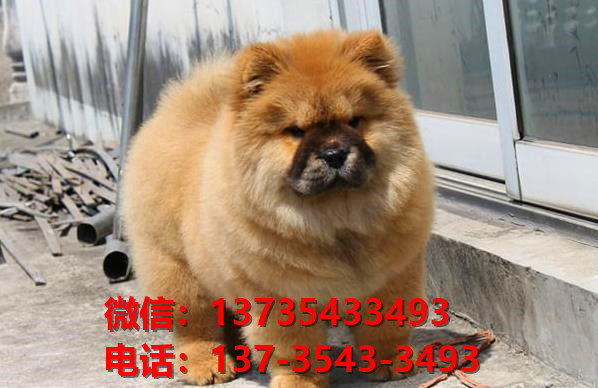 珠海宠物狗犬舍出售纯种松狮犬 网上哪里有宠物狗领养