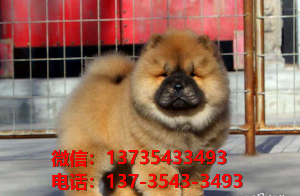 珠海宠物狗犬舍出售纯种松狮犬 网上哪里有宠物狗领养