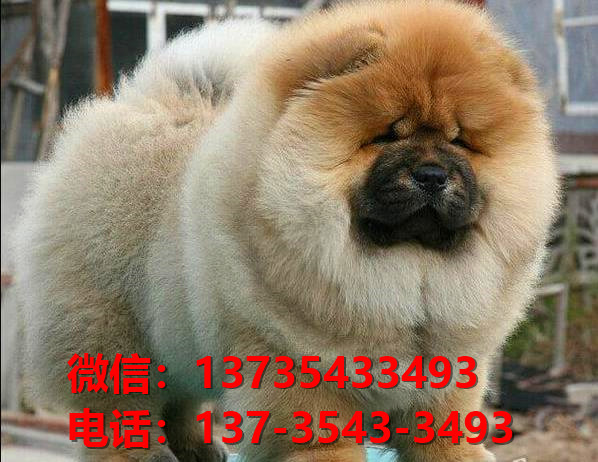 怀化宠物狗犬舍出售纯种松狮犬 网上哪里有宠