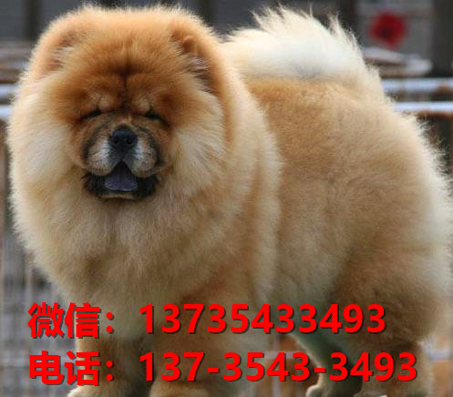 珠海宠物狗犬舍出售纯种松狮犬 网上哪里有宠