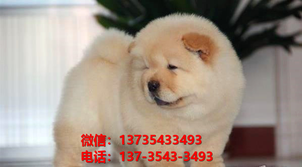 纯种松狮幼犬肉嘴紫舌头松狮犬太原宠物狗市场在哪里卖狗买狗