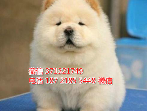 郑州狗狗 松狮售纯种幼犬 郑州犬舍 全国发货