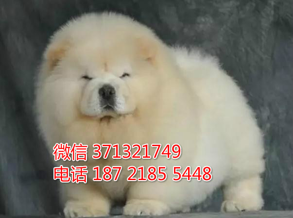 无锡宠物 小松狮犬出售 无锡犬舍 无锡狗场