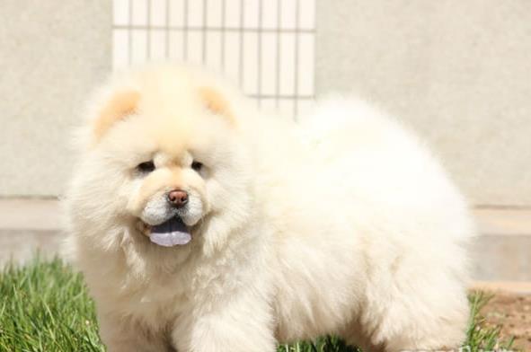 郑州宠物狗犬舍出售纯种松狮犬宠物狗市场在哪