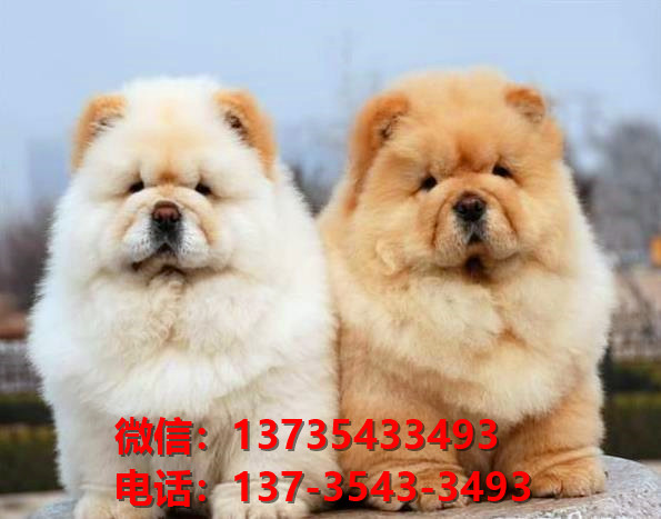 纯种松狮幼犬肉嘴紫舌头松狮犬太原宠物狗市场