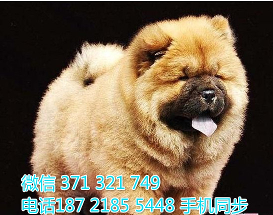  特惠松狮纯种幼犬出售 支持上门支持空运汽运兆