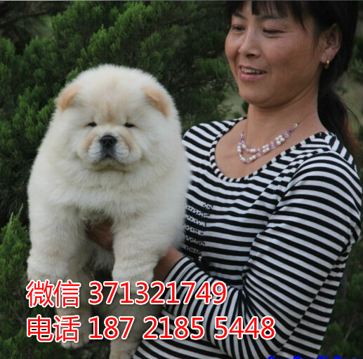 宠物狗狗松狮 全国可以发货 犬舍繁殖 包健康