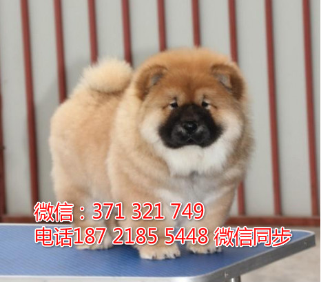 全国特惠松狮纯种幼犬 支持上门 支持空运汽运 包健康酵