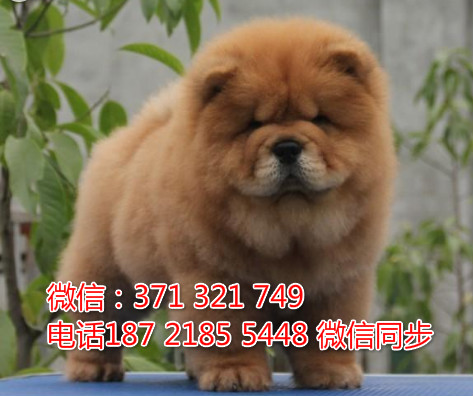 全国特惠松狮纯种幼犬 支持上门 支持空运汽运