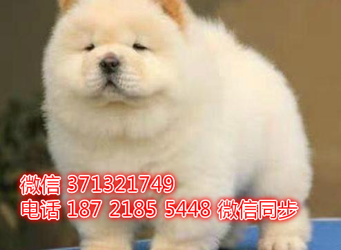 特价 松狮犬出售纯种幼犬 专业繁殖专业发货 可上门看裳
