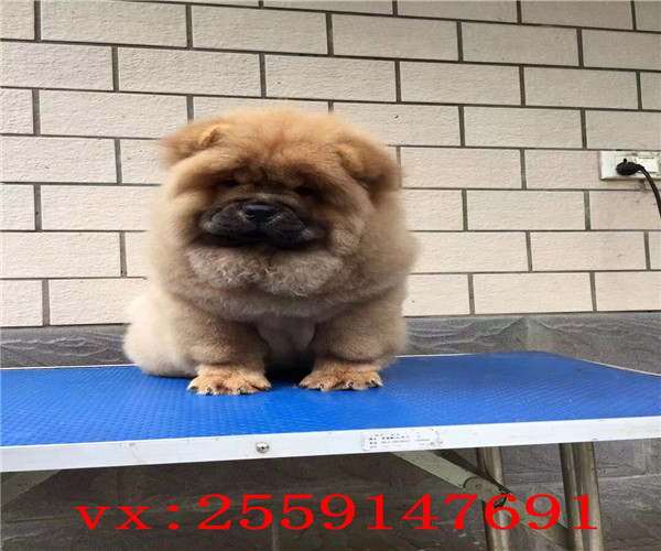 郑州哪里卖松狮犬 郑州松狮怎么卖的 郑州松狮多少钱 郑州哪里的松狮价格便宜 郑州松狮出售