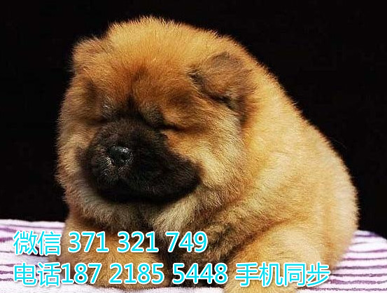  特惠松狮纯种幼犬出售 支持上门支持空运汽运屠