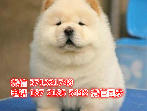 特价 松狮犬出售纯种幼犬 专业繁殖专业发货 可上门看此