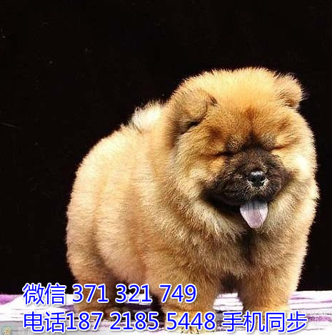  特惠松狮纯种幼犬出售 支持上门支持空运汽运