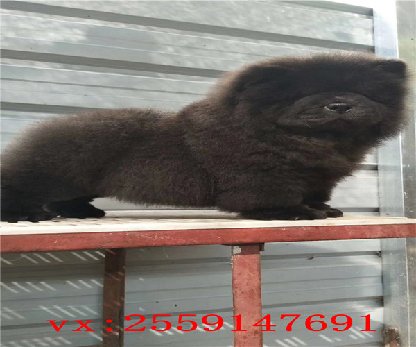 郑州哪里卖松狮犬 郑州松狮怎么卖的 郑州松狮多少钱 郑州哪里的松狮价格便宜 郑州松狮出售