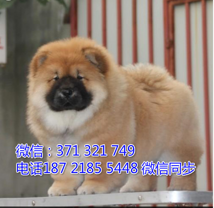 全国特惠松狮纯种幼犬 支持上门 支持空运汽运 包健康夯