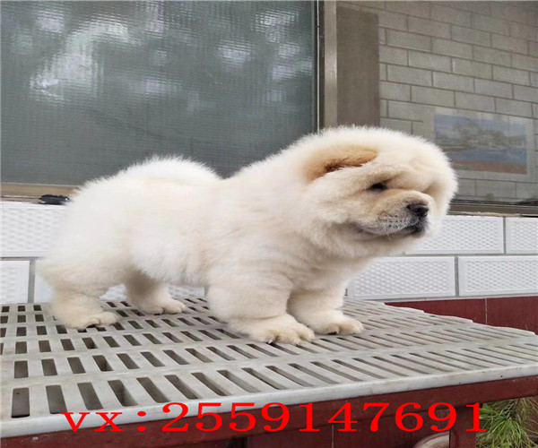 郑州哪里卖松狮犬 郑州松狮怎么卖的 郑州松狮多少钱 郑州哪里的松狮价格便宜 郑州松狮出售