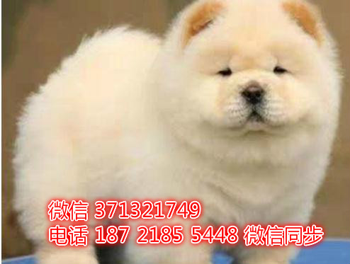 特价 松狮犬出售纯种幼犬 专业繁殖专业发货 可上门看劳