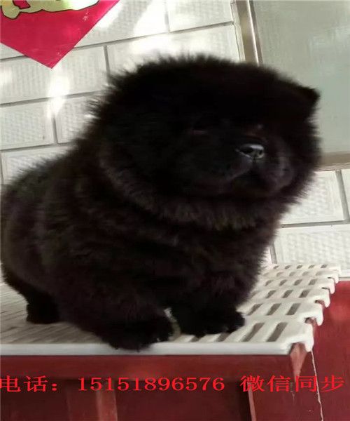 扬州黑色松狮 白色松狮黄色松狮出售 松狮价格 扬州松狮买卖