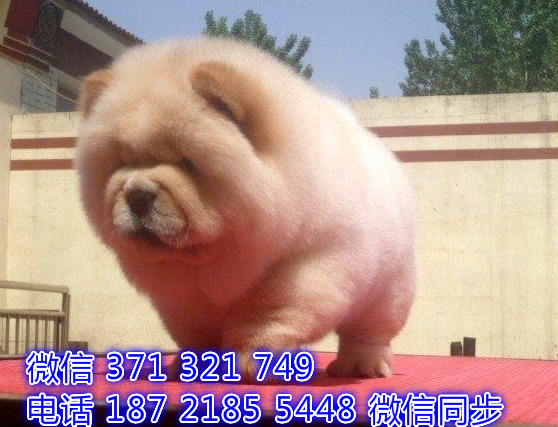 犬舍直销，哪里有宠物松狮，精品小型中型大型犬狗狗醋