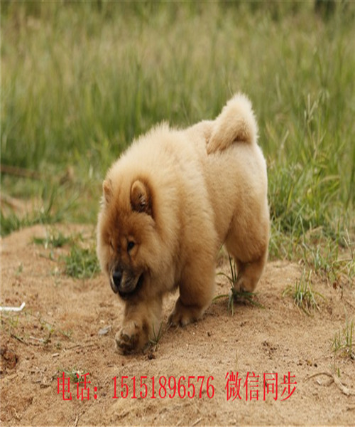 九江哪里卖松狮犬 九江纯种松狮怎么卖的 九江黑色松狮多少钱 九江白色松狮出售