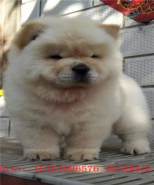 九江哪里卖松狮犬 九江纯种松狮怎么卖的 九江