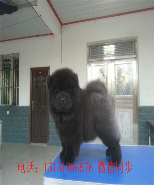 扬州黑色松狮 白色松狮黄色松狮出售 松狮价格