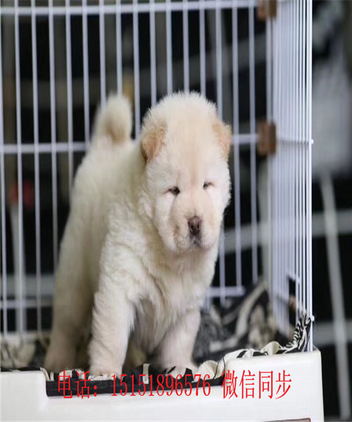 九江哪里卖松狮犬 九江纯种松狮怎么卖的 九江黑色松狮多少钱 九江白色松狮出售