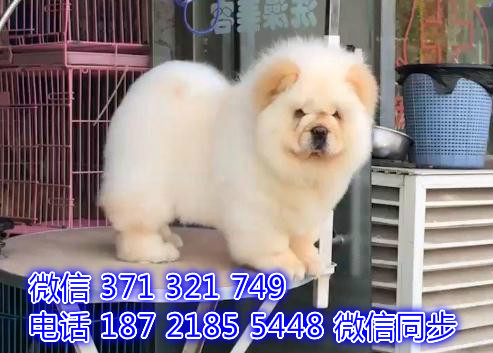 松狮宠物买卖 宠物市场 宠物狗狗图片宠物网健