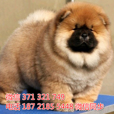 松狮犬纯种幼犬出售，犬舍直销松狮犬 犬舍狗场