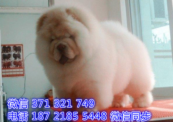 犬舍直销，哪里有宠物松狮，精品小型中型大型犬狗狗黑