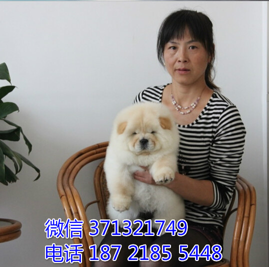 宠物市场 哪里有宠物松狮犬，精品小型中型大型犬狗狗赴