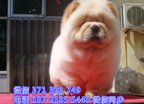 犬舍直销，哪里有宠物松狮，精品小型中型大型犬狗