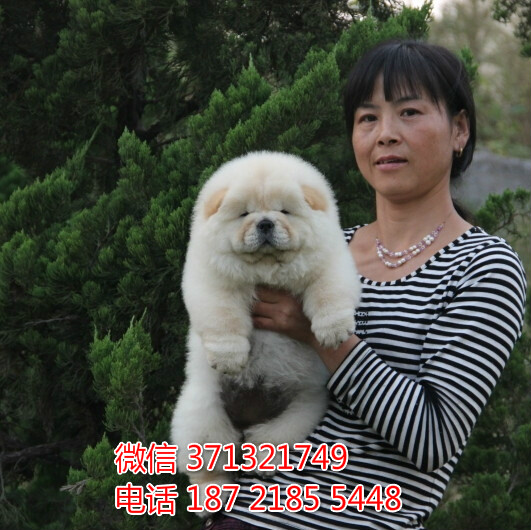 宠物市场 哪里有宠物松狮犬，精品小型中型大型犬狗狗赴