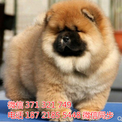 松狮犬纯种幼犬出售，犬舍直销松狮犬 犬舍狗场宠物狗墙