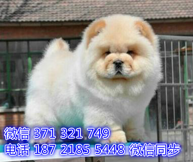 松狮宠物买卖 宠物市场 宠物狗狗图片宠物网健康褪