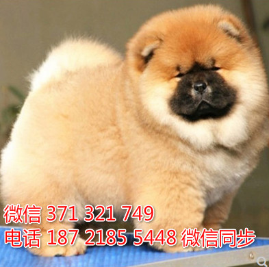 松狮犬纯种幼犬出售，犬舍直销松狮犬 犬舍狗场宠物狗识