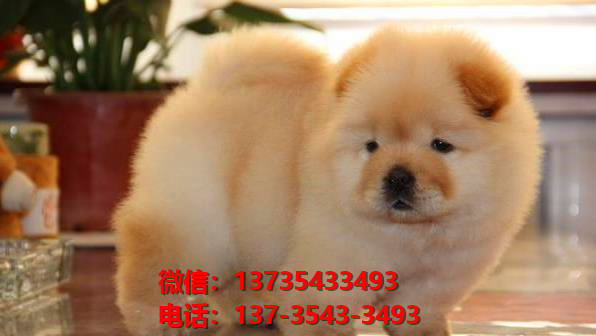 朔州宠物狗狗犬舍出售纯种松狮犬卖狗买狗地方