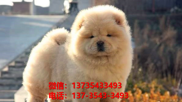 晋城宠物狗狗犬舍出售纯种松狮犬卖狗买狗地方狗市场在哪