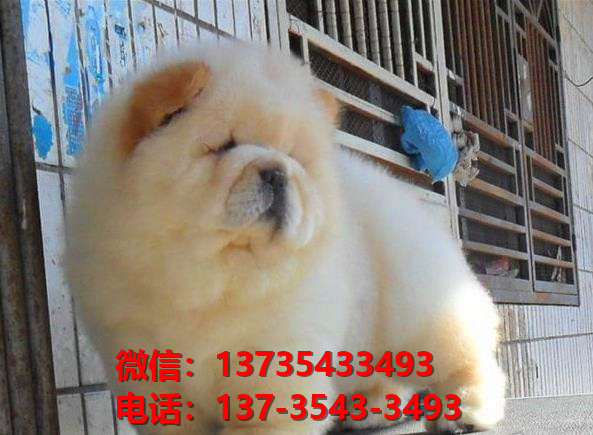 潍坊宠物狗狗犬舍领养纯种松狮幼犬网上买狗卖狗网站在哪里有狗市场