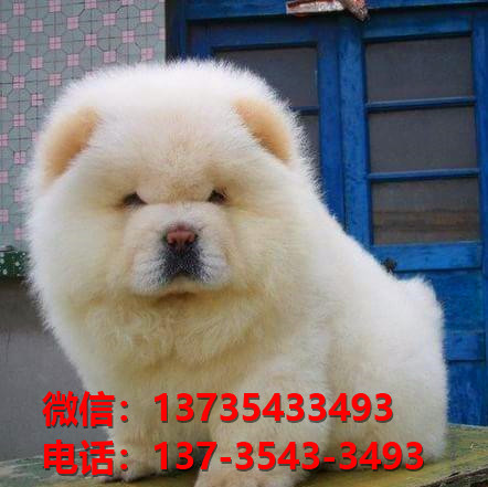 潍坊宠物狗狗犬舍领养纯种松狮幼犬网上买狗卖