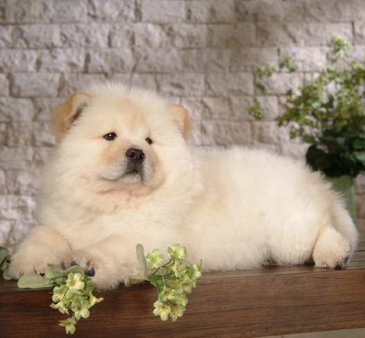 广州买狗 广州哪里有买狗靠谱 松狮犬一只多少钱