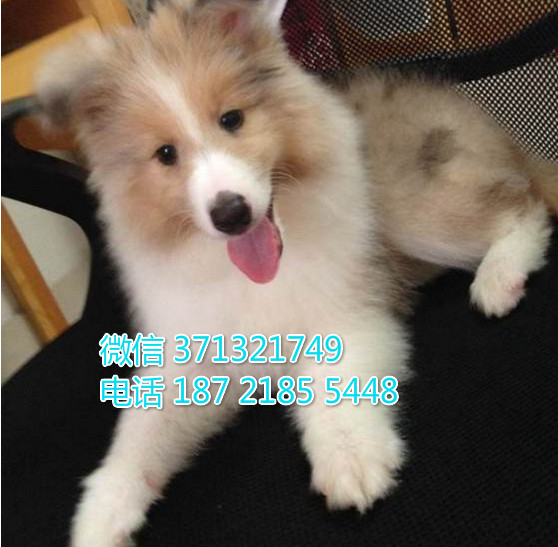 苏牧出售纯种幼犬，大型犬 疫苗做好品相好 犬舍繁殖