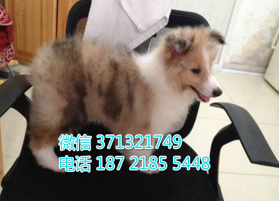 苏牧出售纯种幼犬，大型犬 疫苗做好品相好 犬舍繁殖