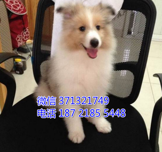 苏格兰牧羊犬纯种幼犬，三色苏牧。武汉本地出售