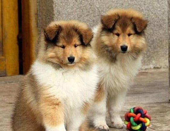 苏牧出售纯种苏格兰牧羊犬幼犬