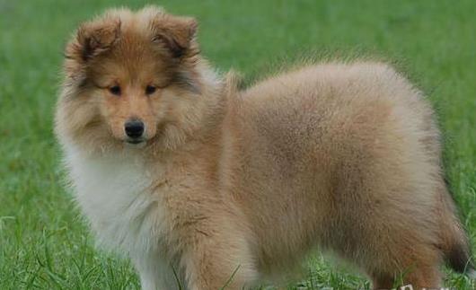 北京宠物狗狗出售纯种苏格兰牧羊犬幼犬本地犬