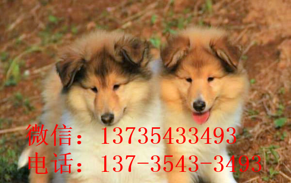 南昌宠物狗狗出售纯种苏格兰牧羊犬幼犬本地犬舍领养